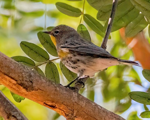 Yellow-rumped Warbler - James Kendall