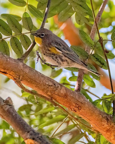 Yellow-rumped Warbler - James Kendall