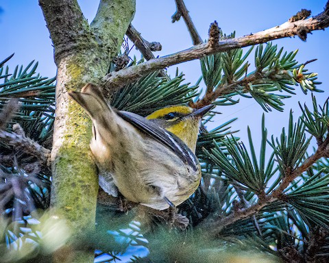 Townsend's Warbler - James Kendall