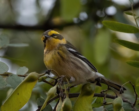 Townsend's Warbler - James Kendall