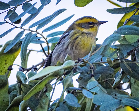 Townsend's Warbler - James Kendall