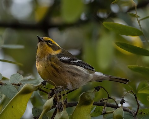 Townsend's Warbler - James Kendall