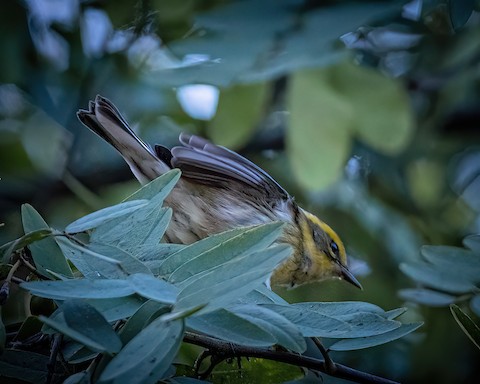 Townsend's Warbler - James Kendall