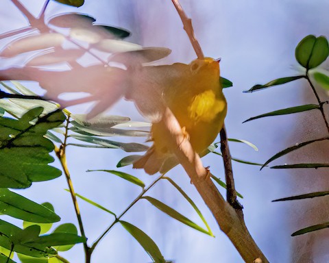 Wilson's Warbler - James Kendall
