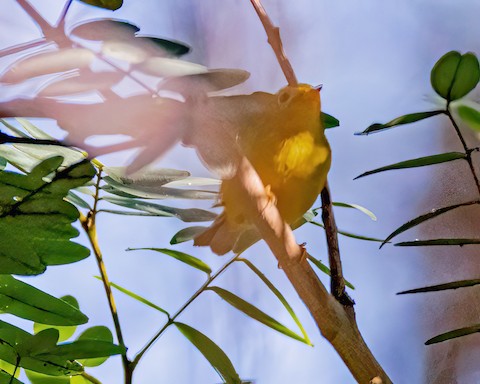 Wilson's Warbler - James Kendall