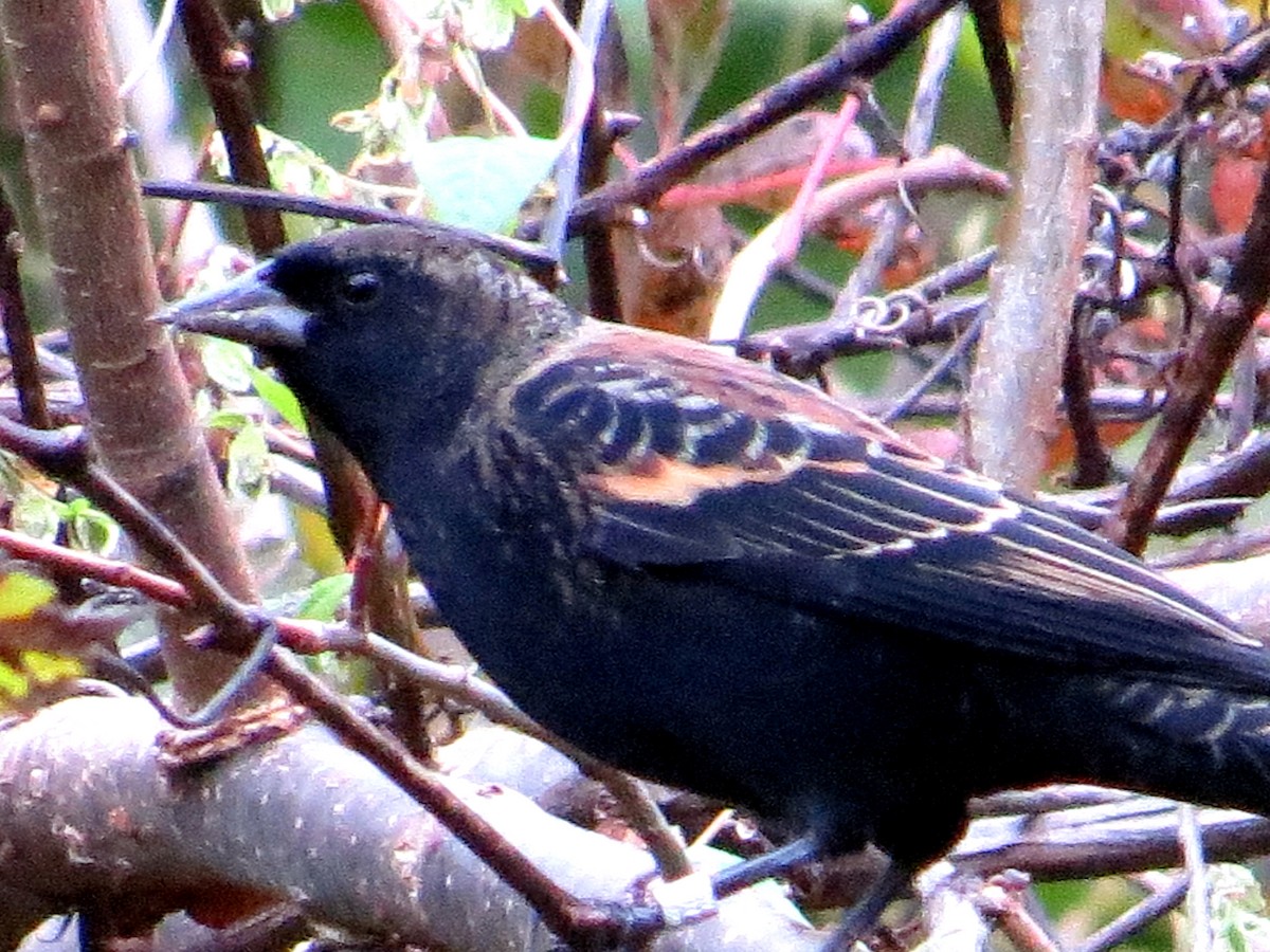 Red-winged Blackbird - John Flannigan