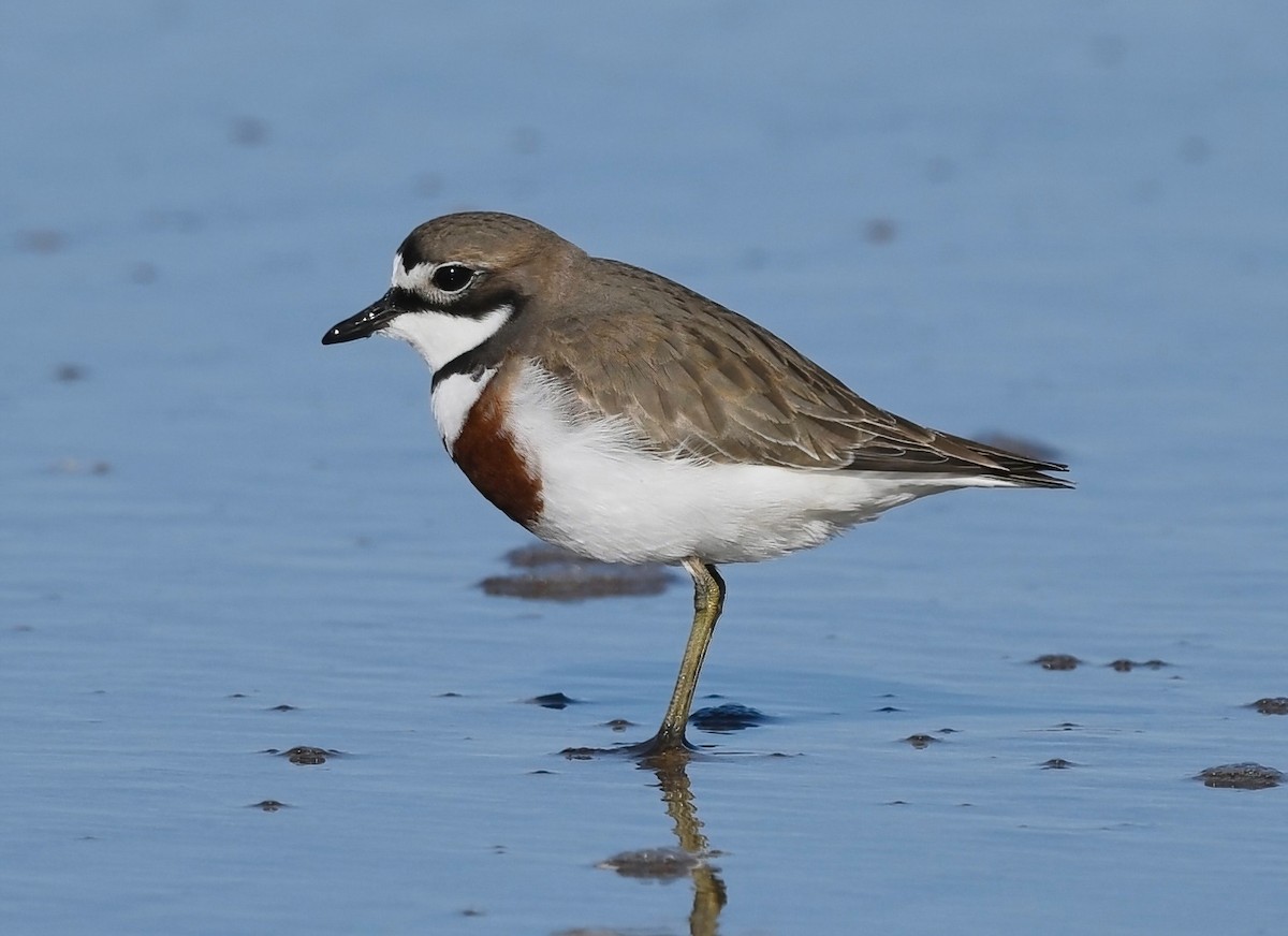 Double-banded Plover - ML371940591