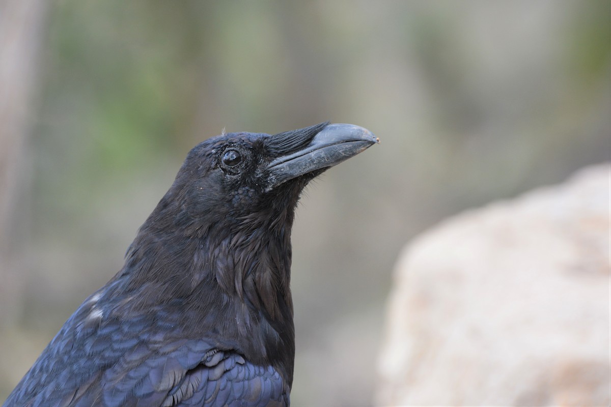 Common Raven - Sammie Peat