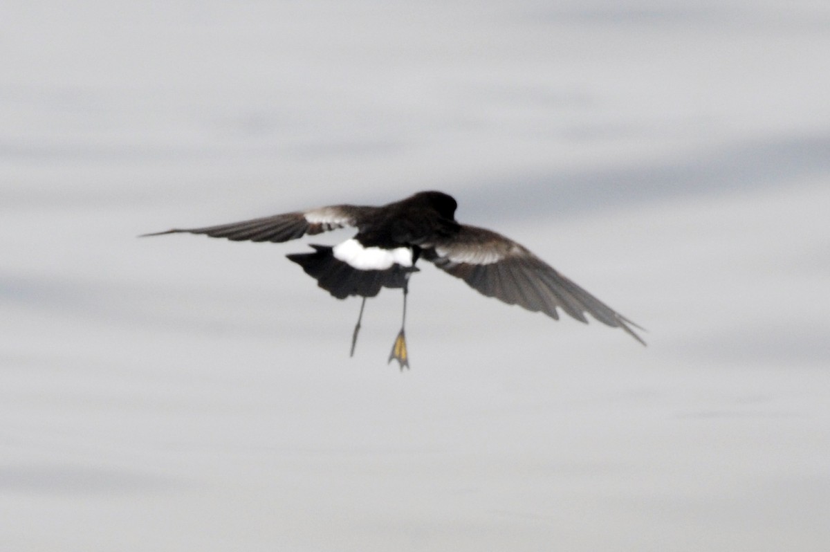 Wilson's Storm-Petrel - ML371949821