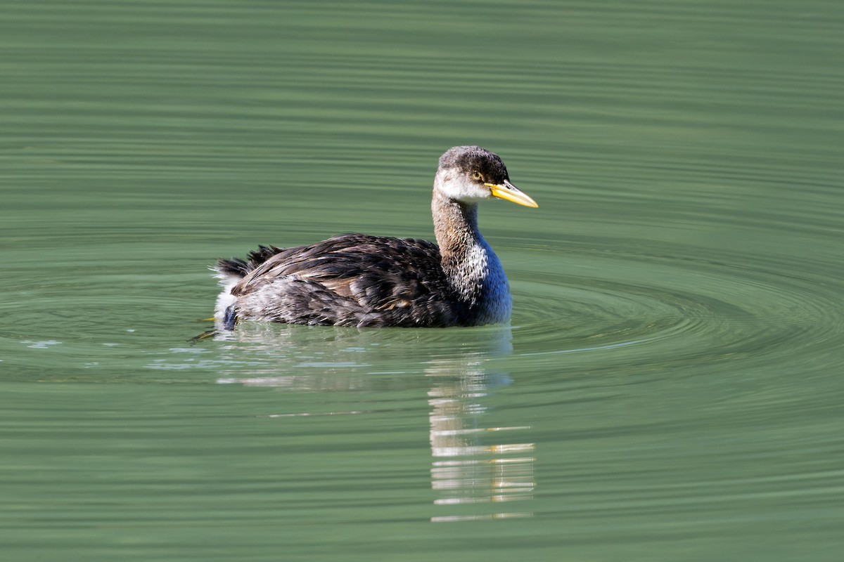 Red-necked Grebe - ML371951911