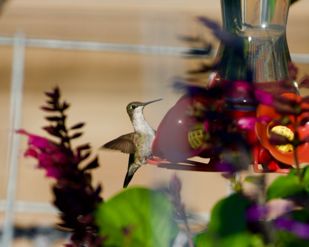 Ruby-throated Hummingbird - Victoria Sokolowski