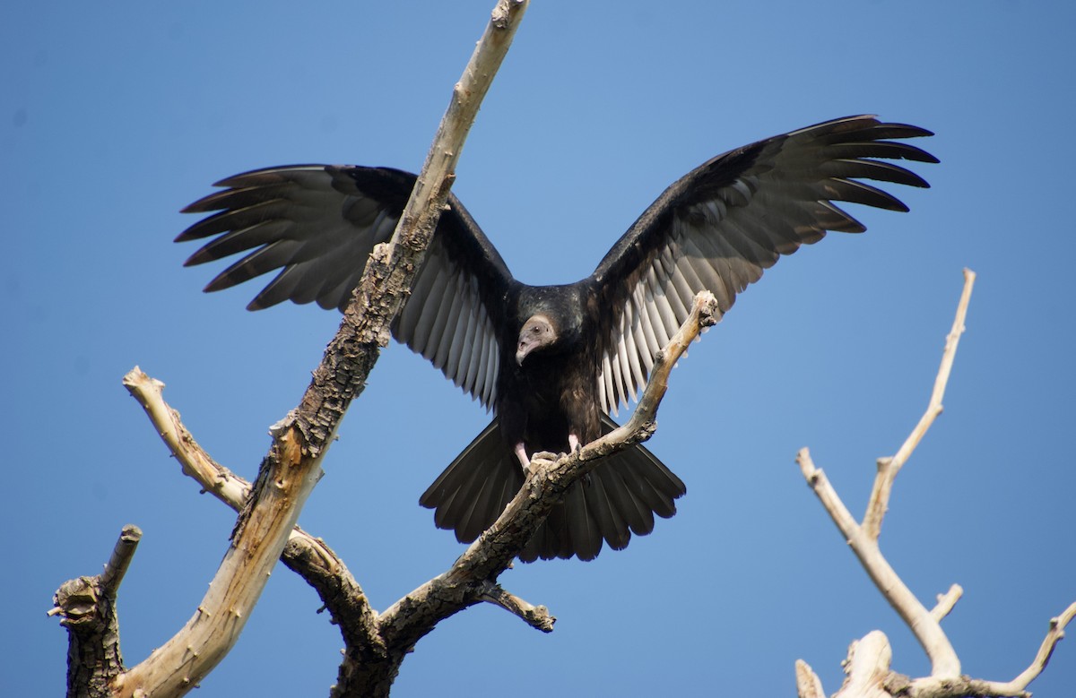 Turkey Vulture - ned bohman
