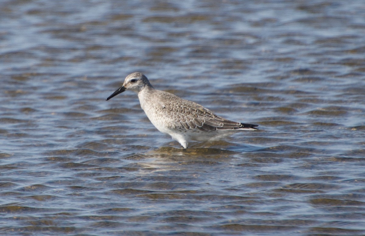 Red Knot - ML371954231