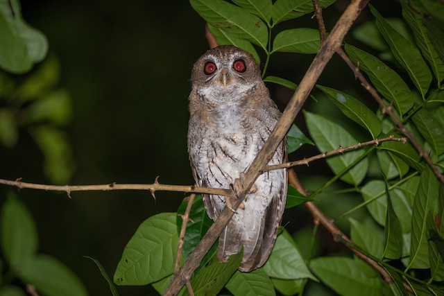 Puerto Rican Owl