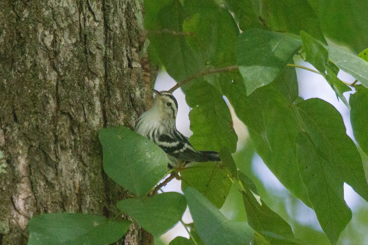 Black-and-white Warbler - Griffin Richards