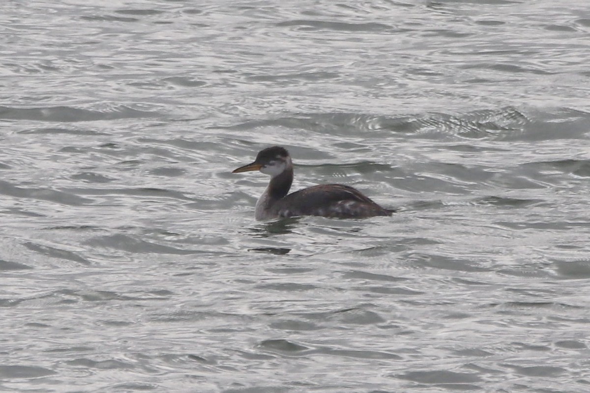 Red-necked Grebe - Grant Edwards