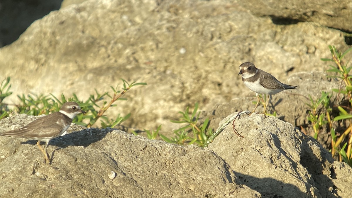 Semipalmated Plover - ML371973911