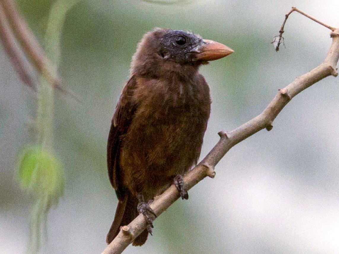 Naked-faced Barbet - Andreas Boe