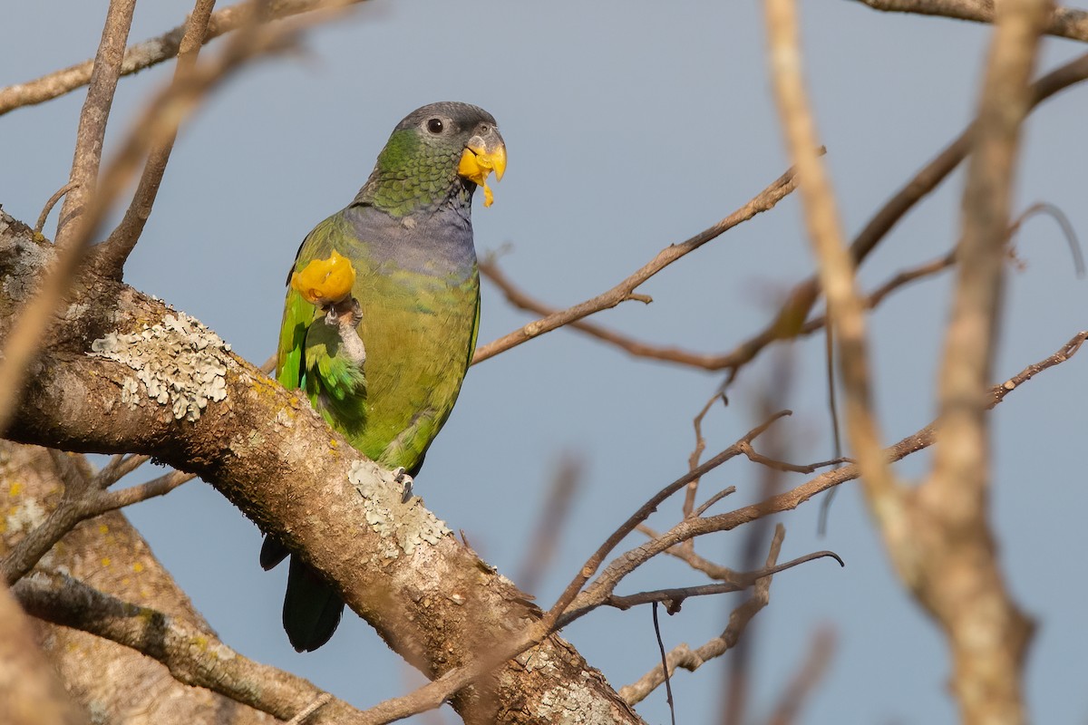 Scaly-headed Parrot - ML371980701