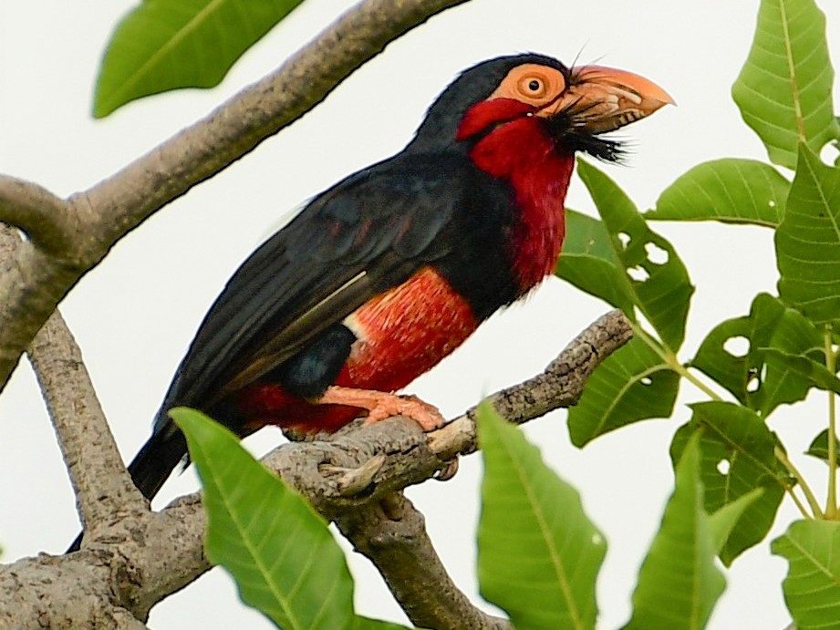 Bearded Barbet - Ian Brown