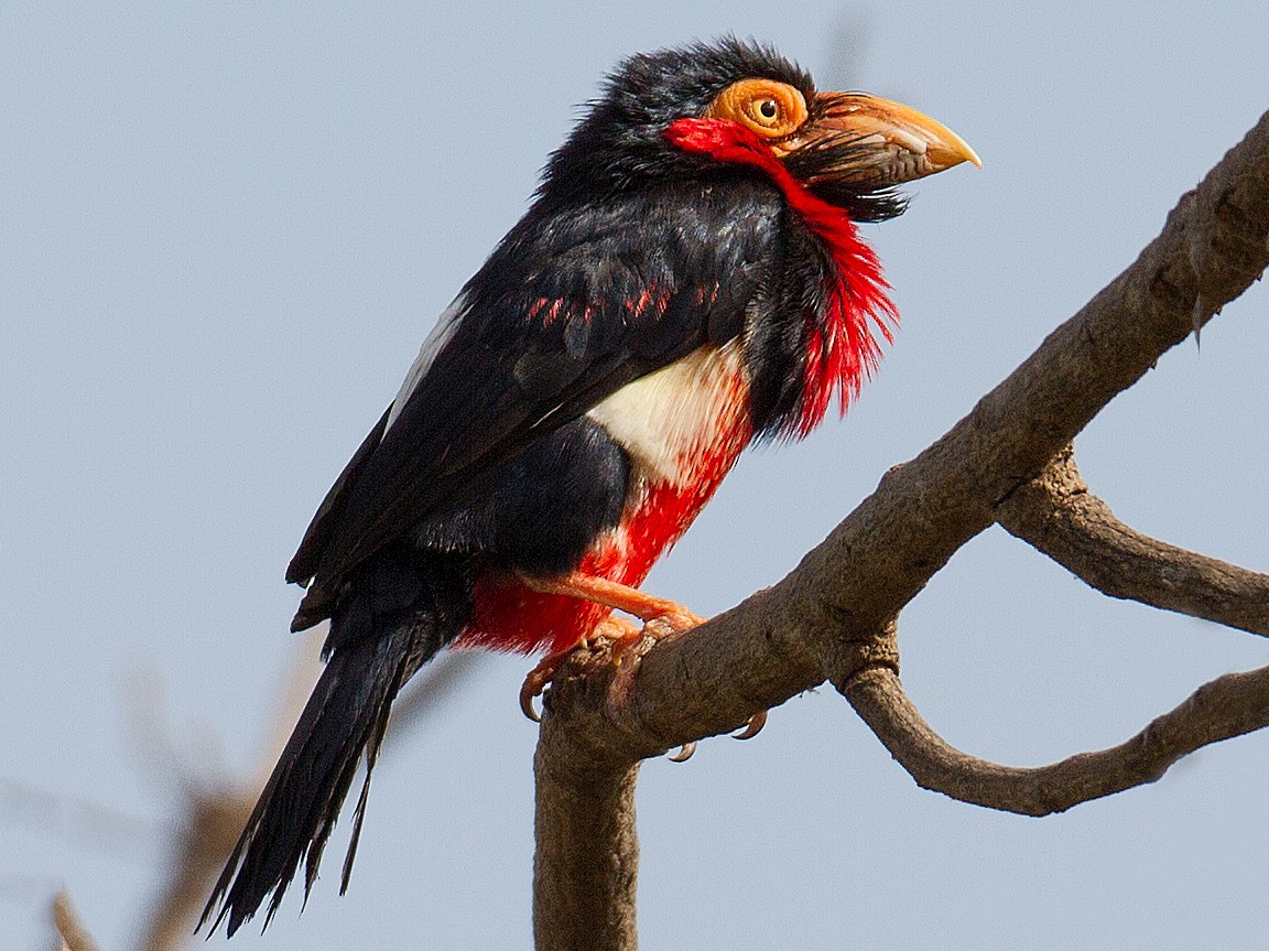 Bearded Barbet - José Martín