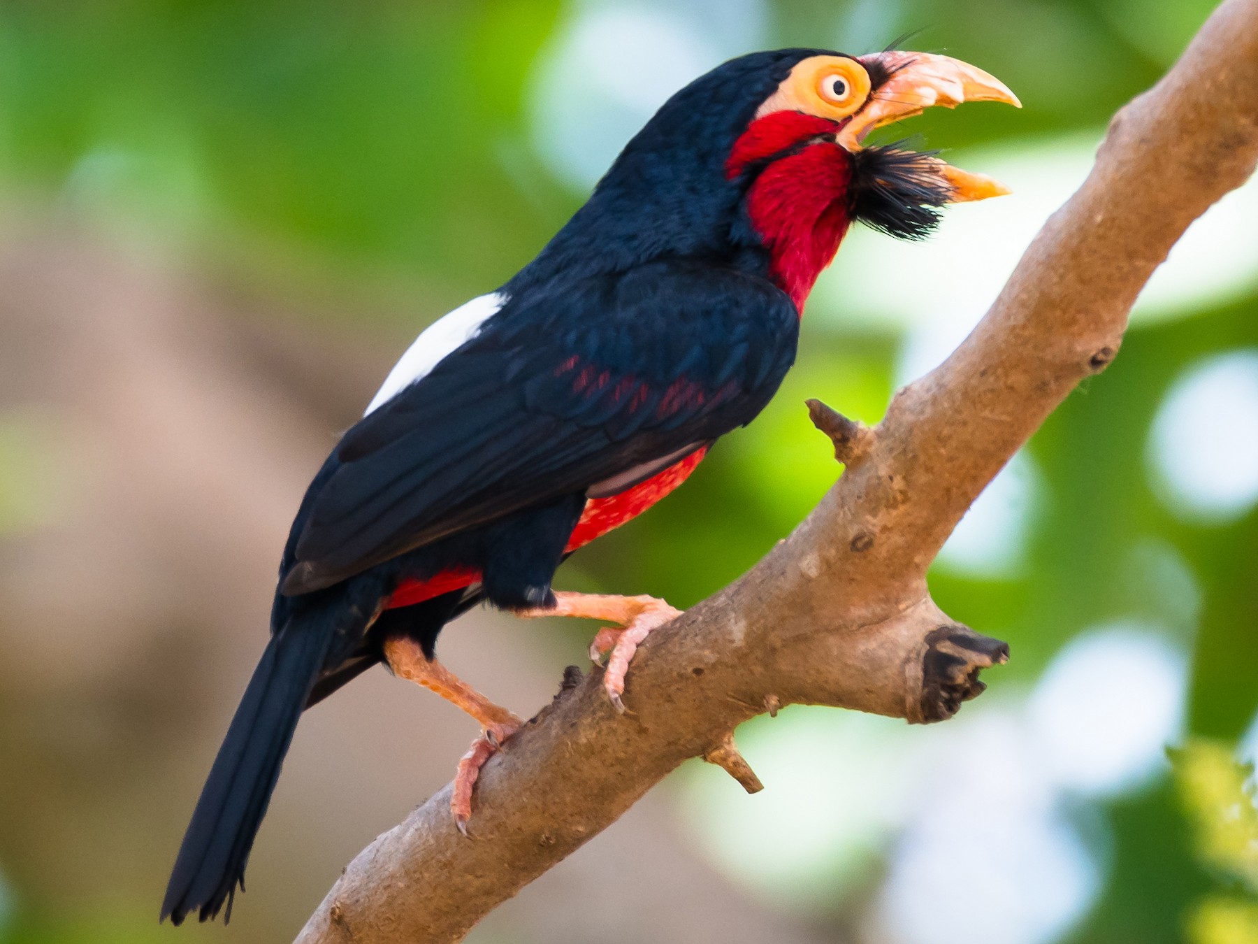 Bearded Barbet - eBird