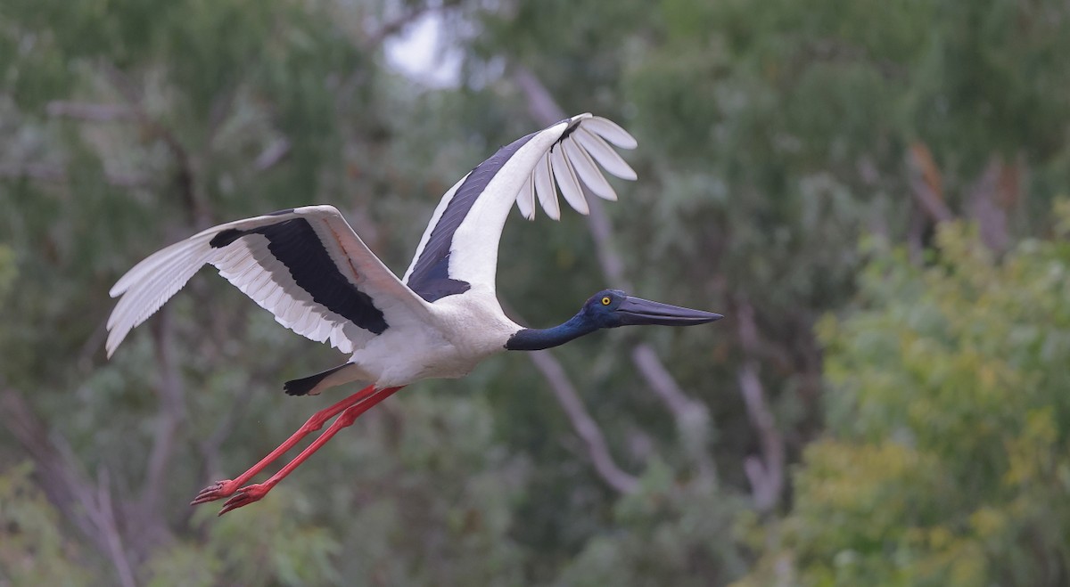 Black-necked Stork - Tony Ashton