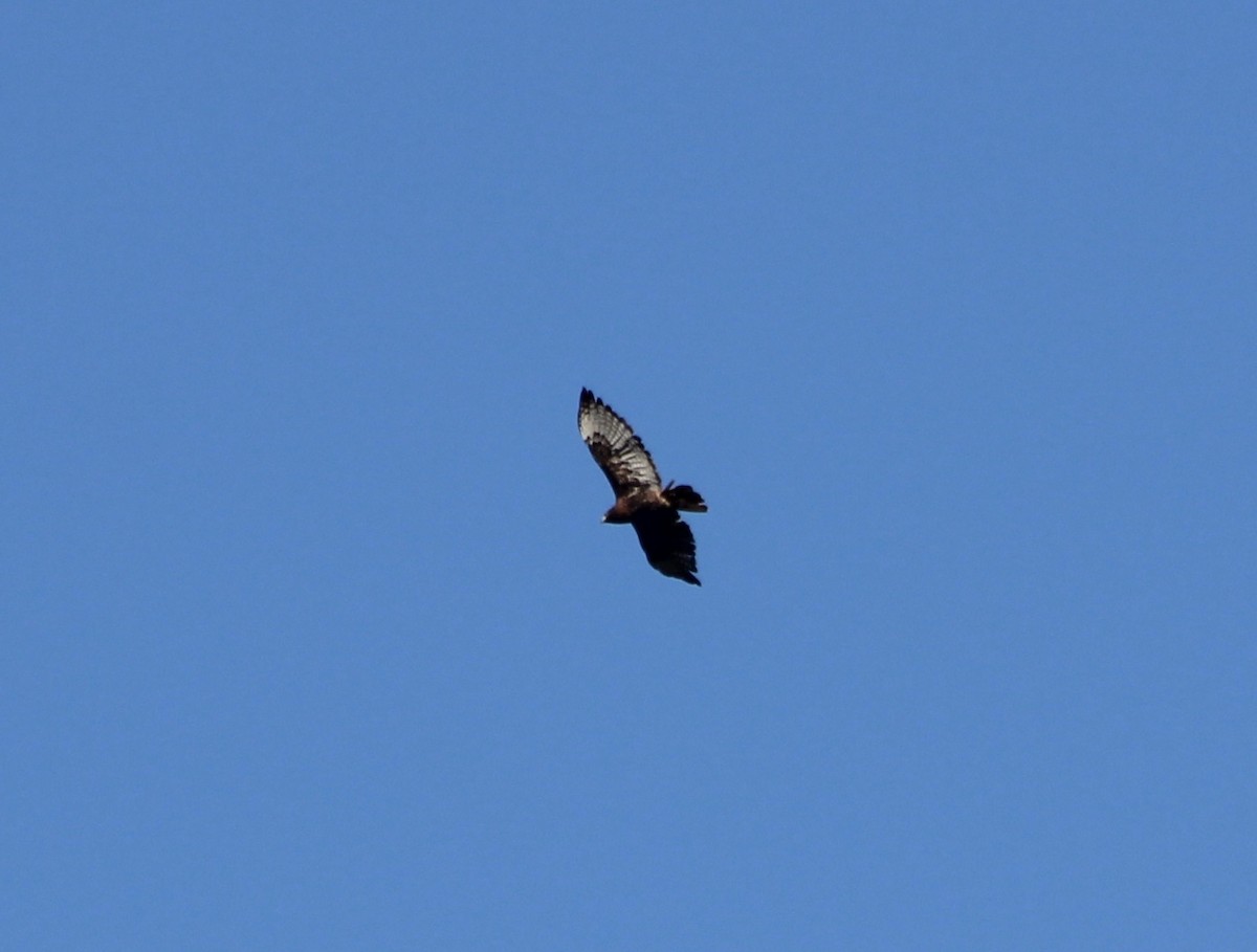 Red-tailed Hawk (calurus/abieticola) - ML371983581
