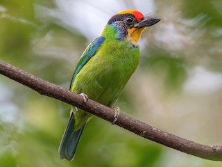  - Necklaced Barbet