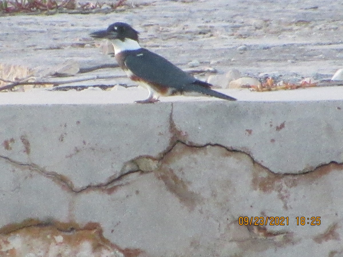 Belted Kingfisher - ML371985761