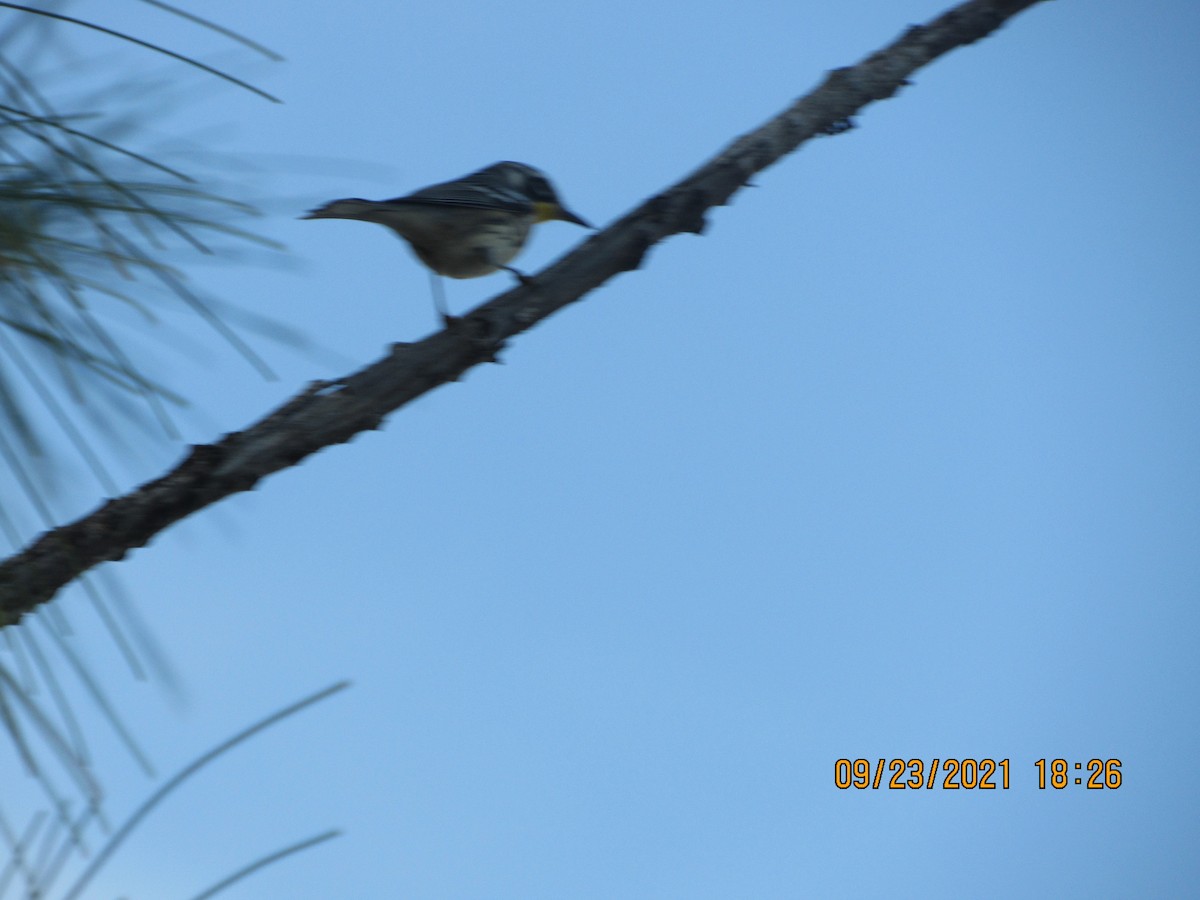 Yellow-throated Warbler - ML371986611