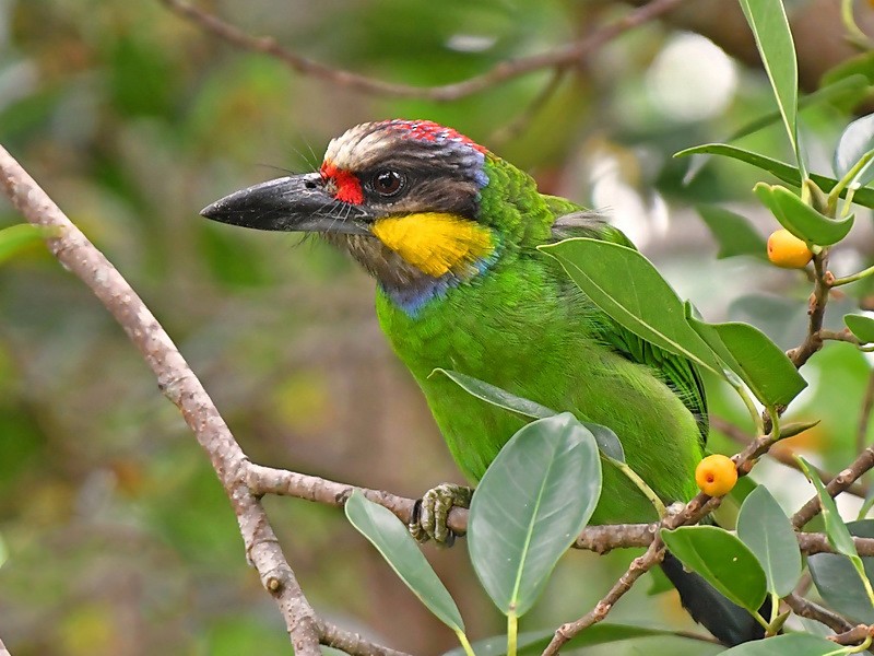 Gold-whiskered Barbet - Stijn De Win