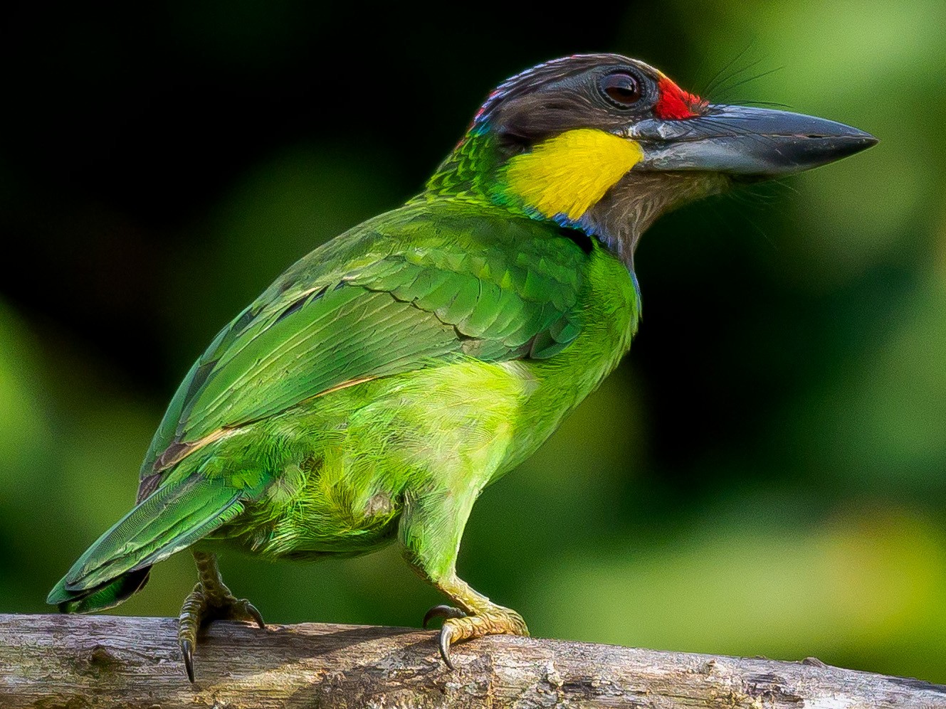 Gold-whiskered Barbet - Karyne Wee