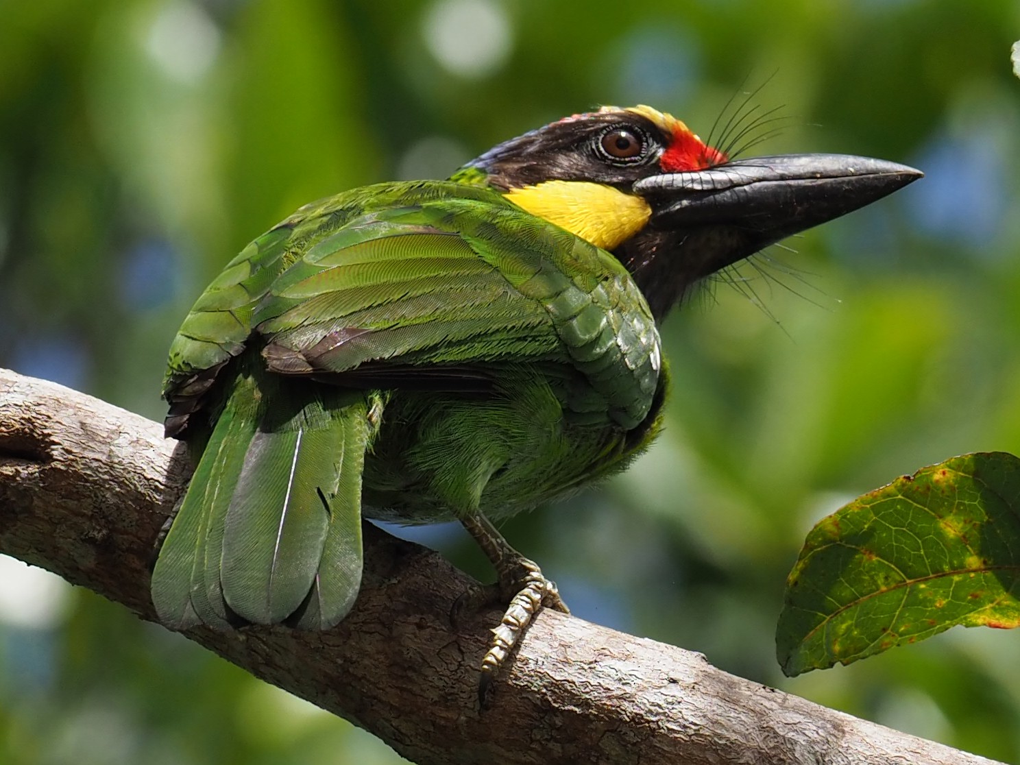 Gold-whiskered Barbet - Wayne Hsu