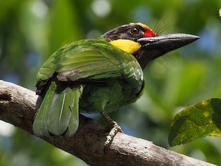 キホオゴシキドリ - eBird