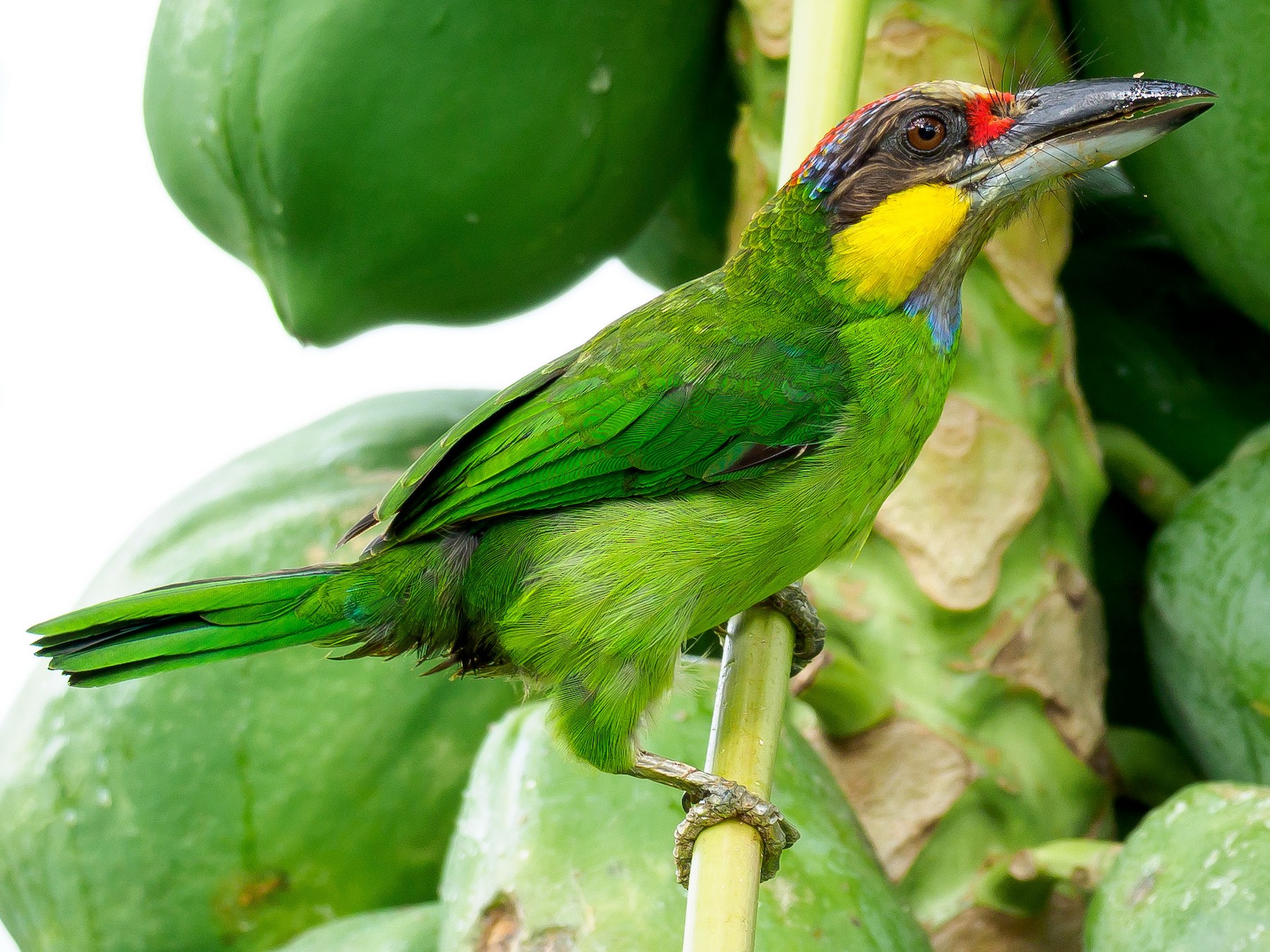 Gold-whiskered Barbet - Karyne Wee