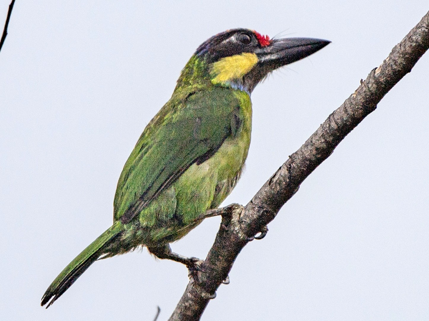 Gold-whiskered Barbet - jimmy Yao