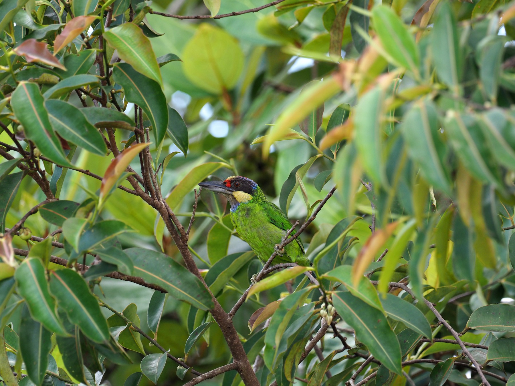 Gold-whiskered Barbet - Wayne Hsu