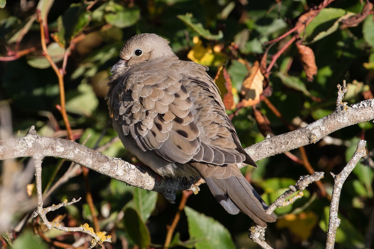 Mourning Dove - Les Peterson