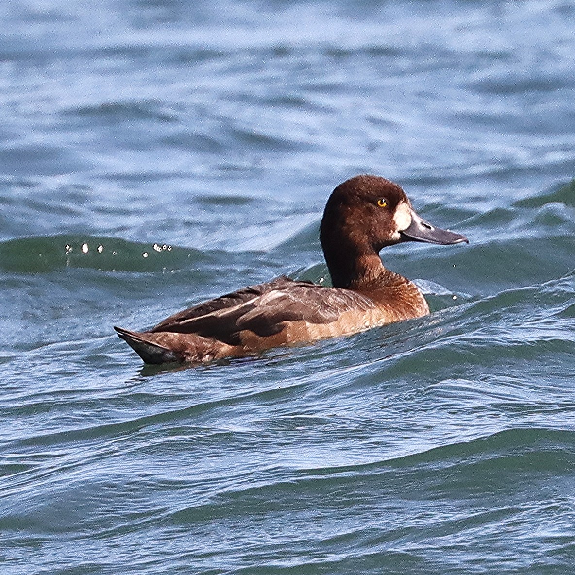 Greater Scaup - ML371988311