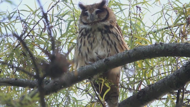 Striped Owl - ML371993531