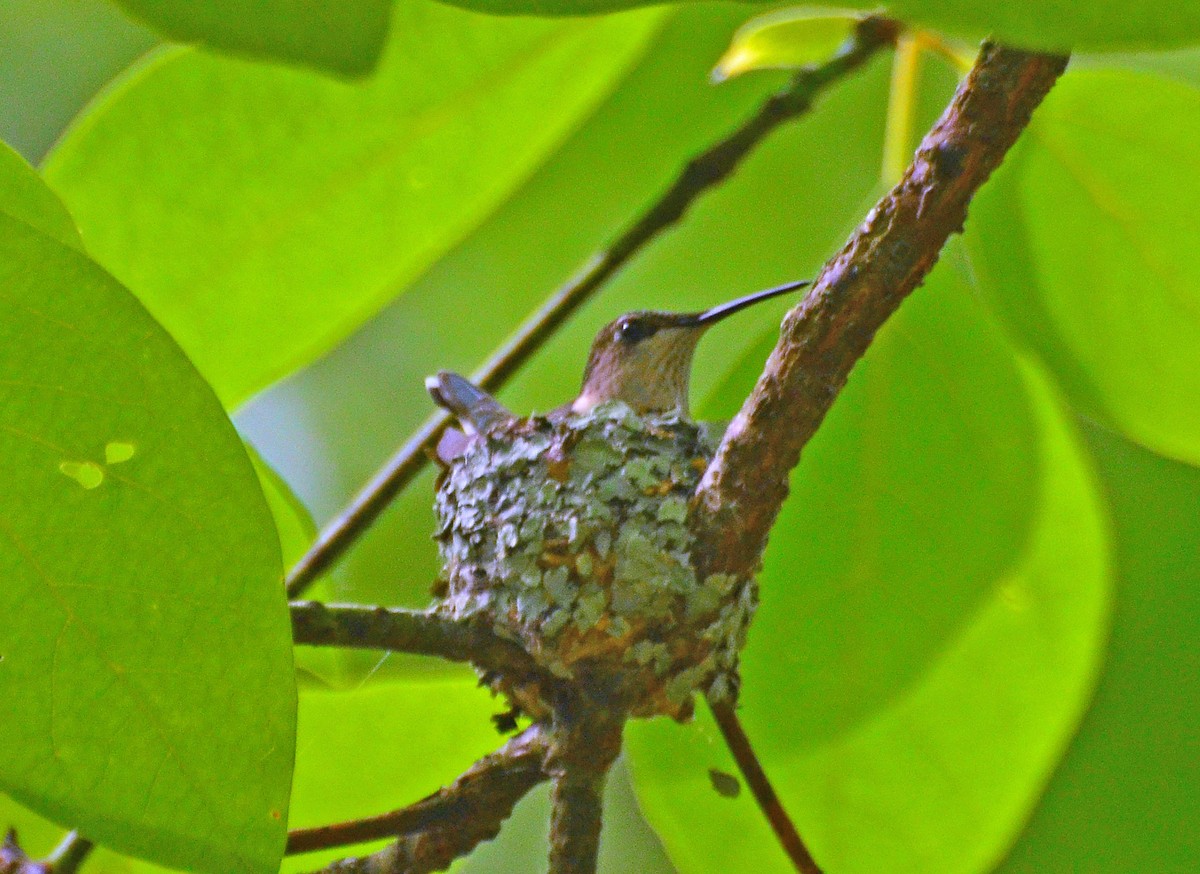 Ruby-throated Hummingbird - Michael Topp