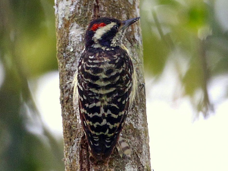 Philippine Pygmy Woodpecker - Carmelo López Abad