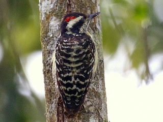  - Philippine Pygmy Woodpecker
