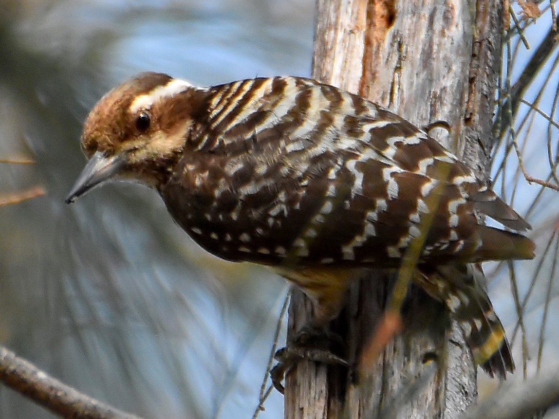 Philippine Pygmy Woodpecker - Chris Chafer