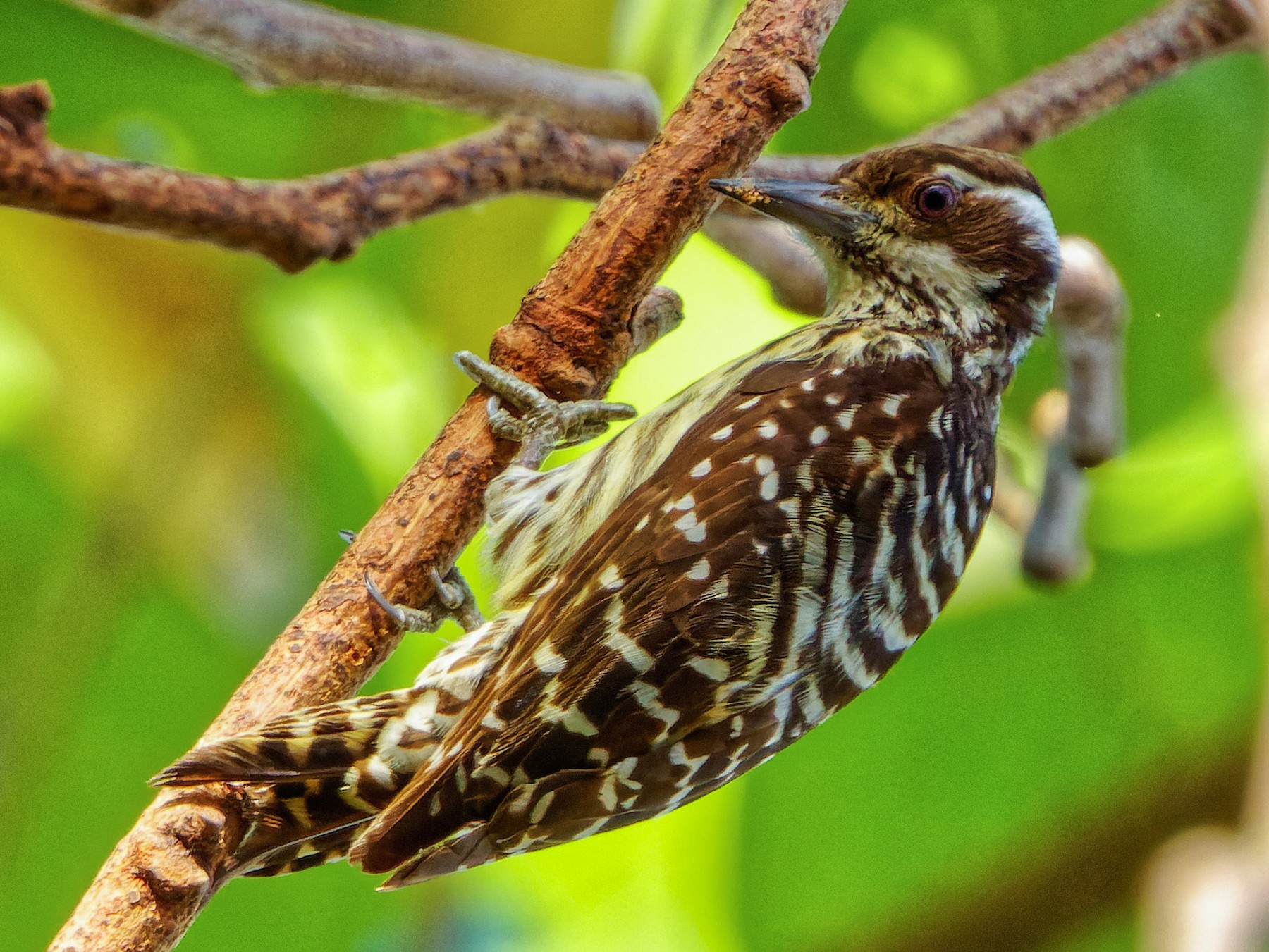 Philippine Pygmy Woodpecker - Ravi Iyengar