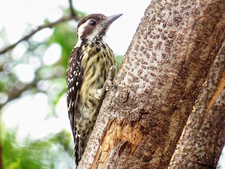 フィリピンコゲラ - eBird