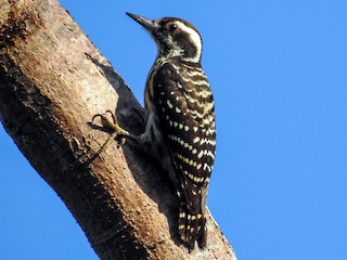  - Philippine Pygmy Woodpecker