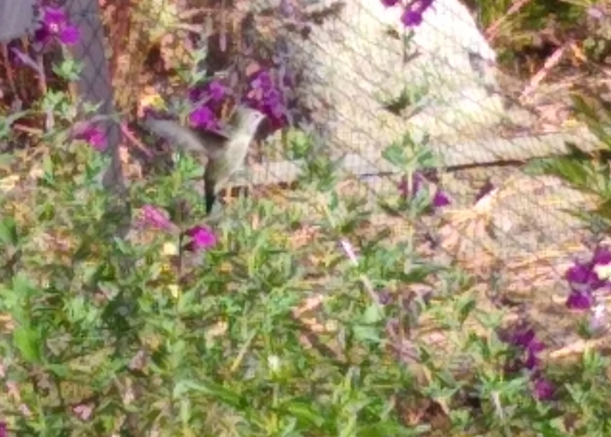 Anna's Hummingbird - ML371998901