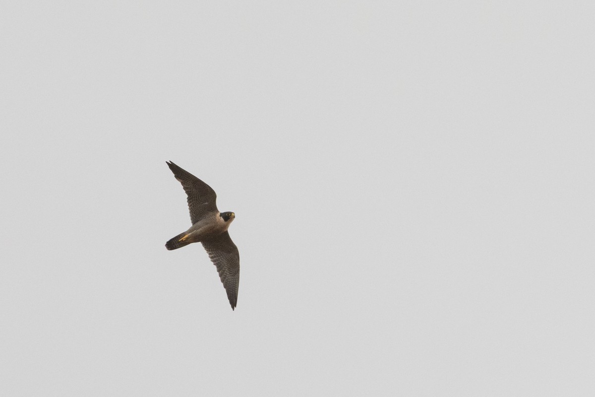 Peregrine Falcon (Australian) - ML371999351